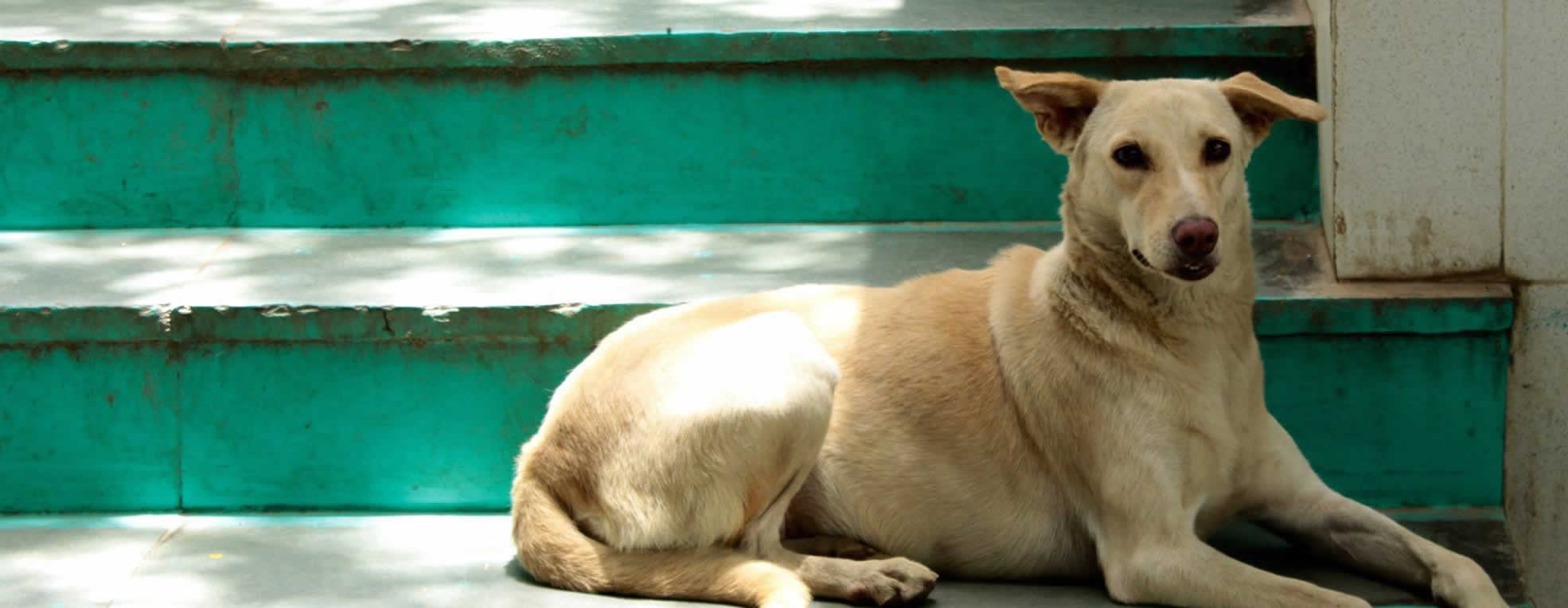 Welcome to PAWS - Pet Animal Welfare Society, New Delhi, India